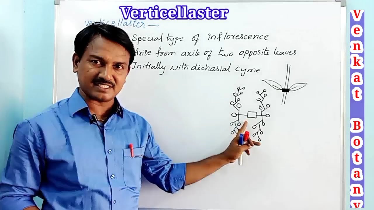 Special type of Inflorescences | Verticellaster | Cyathium | Hypanthodium @Venkat Botany