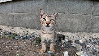 猫島で行われる子猫プロレスが可愛過ぎる