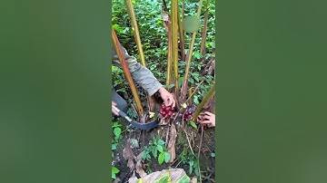 Thảo quả - Dược liệu gia vị quý hiếm mà nhiều người chưa biết!  #shorts