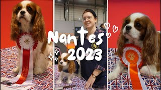 DOG SHOW : Nantes 2023 // Cavalier King Charles by AndyWho11th 57 views 4 months ago 8 minutes, 1 second