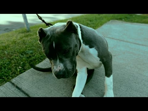 Maf Mafiosa I M A STFU OFFICIAL VIDEO 