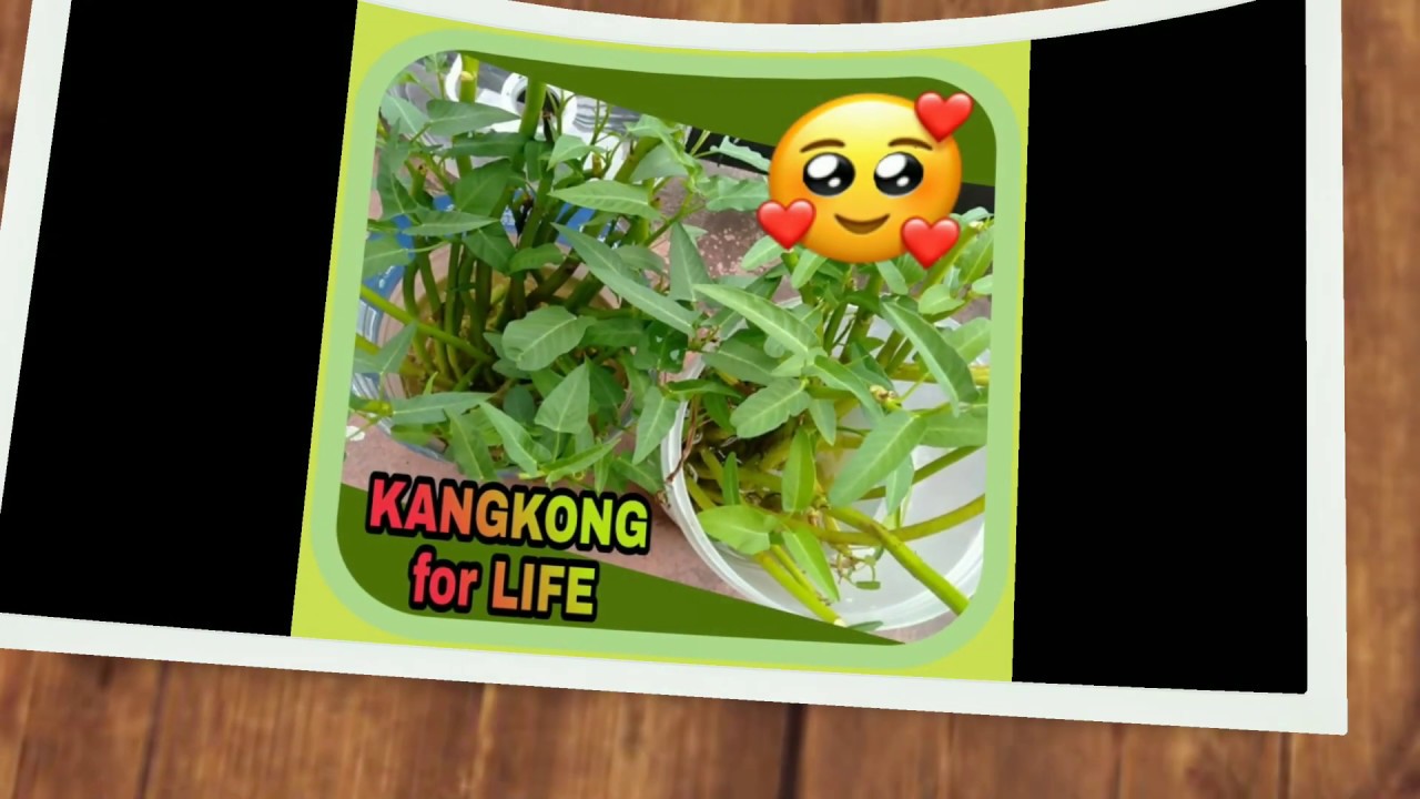 Kangkong|Grow kangkong inside a container with water only 