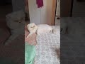 #animais #petsfofinhos #youtubeshorts