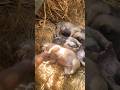 Baby Cute Dogs 😱😍 | Too Adorable to Handle 🐶💖#trending