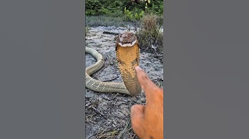 Experiment with snake venom ☠️ #shorts