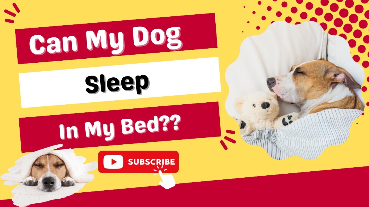 Can My Dog Sleep In My Bed? Should You Let Your Dog Sleep On Your Bed? - YouTube