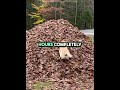 "This dog loves leaf piles" 🐕🥰 #shortsfeed #pets #edit
