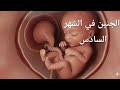 الجنين في الشهر السادس كيف يبدو وماذا يفعل