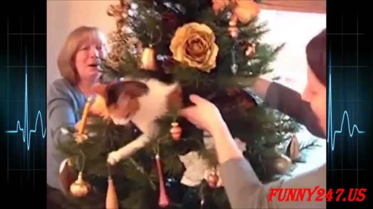 可愛い猫vsクリスマスツリー Youtube