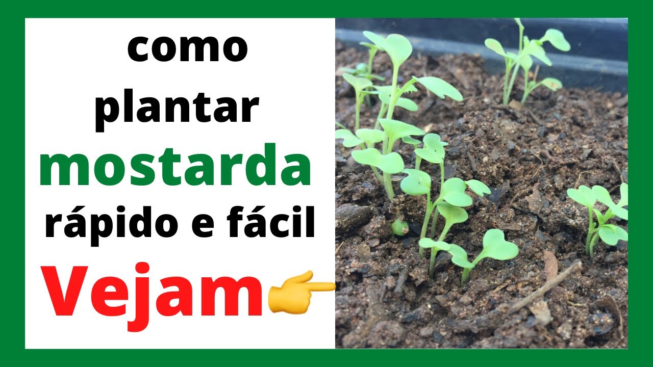 Como plantar mostarda germinação rápida vejam - YouTube