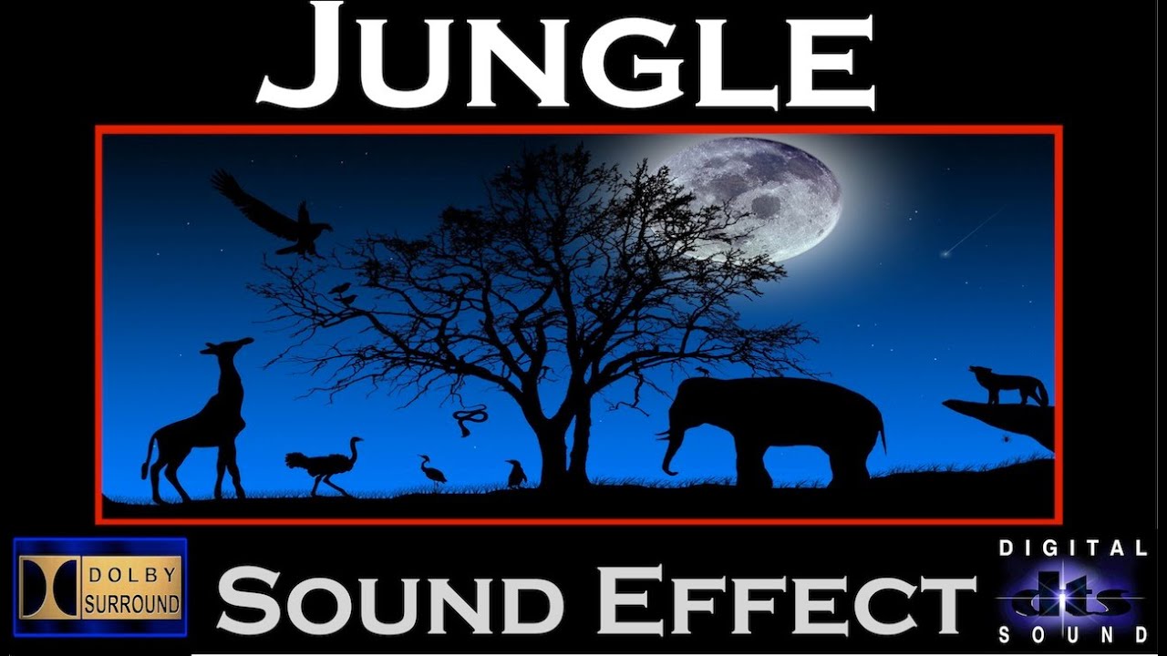 jungle safari sound effects