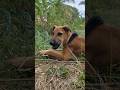 True farm spirit #dogeating #funnyvideo #farmlady #sugarcane #piku #farmlife