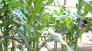 WAKULIMA WASHURIWA KULIMA KILIMO CHENYE TIJA