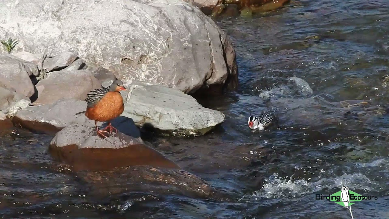 Torrent Duck pair