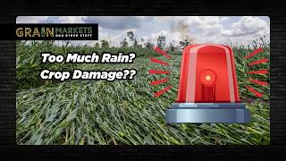 MIDWEST STORMS - Flattened Corn Fields, Heavy Winds - How Much Damage was Done
