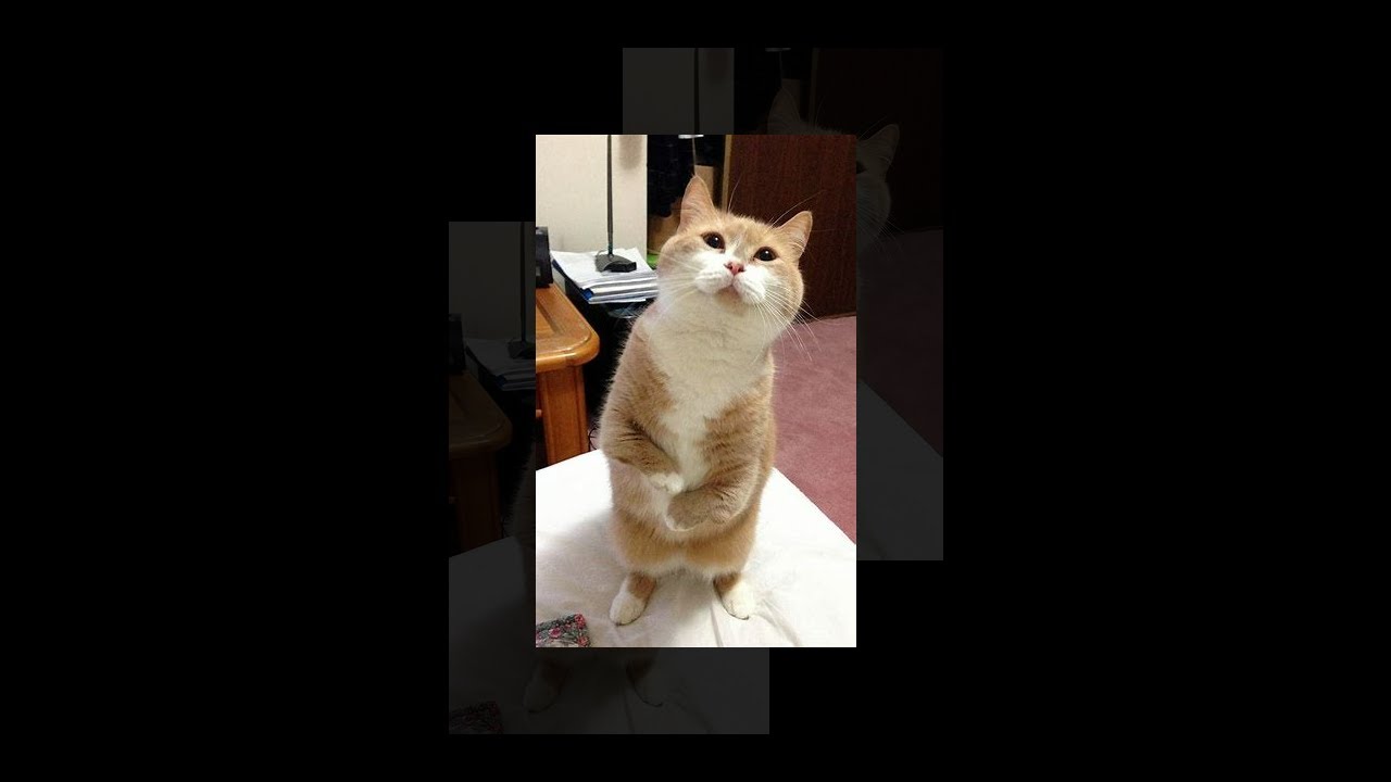 Cat but Locke & Key - YouTube