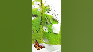 Caterpillars eat a whole leaf #greentimelapse #gtl #timelapse