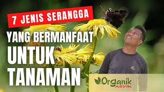 Download Lagu INI DIA! 7 SERANGGA SAHABAT PETANI MP3