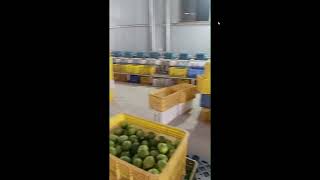 VSEE Automation Inteligent seedless lime sorting machine.Factory processing