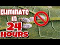 The EASIEST Way to Get RID of Mealybugs On Your Plants in 24 Hours