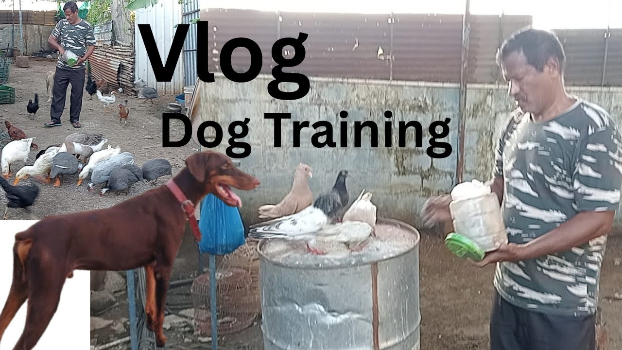 Desi Dog Training At Home Pets Home 😍