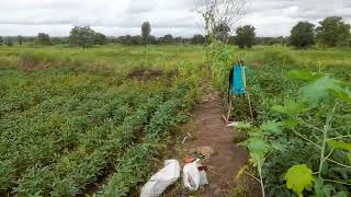 Soyabean Grean Gold at 79 days old stage सोयाबीन Sowing date 29.6.2022 Maus 612 (2)