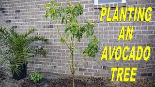 Planting Avocado Trees: Important Things You Must Know