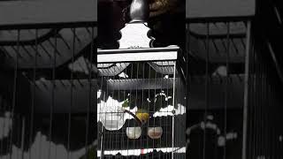 Download Lagu #PLECI PACITAN NGUNCI TEMBAKAN MP3