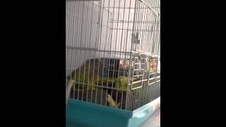 İguanam Necminin Marul Keyfi