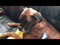 Boxer Dog LOVES Getting Vacuumed!! Funny