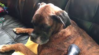 Boxer Dog LOVES Getting Vacuumed!! Funny by Brock the Boxer TV 10,343 views 5 years ago 34 seconds