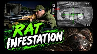 Massive Rat Infestation Red Letter Night |Hunting |Vermin |pestcontrol