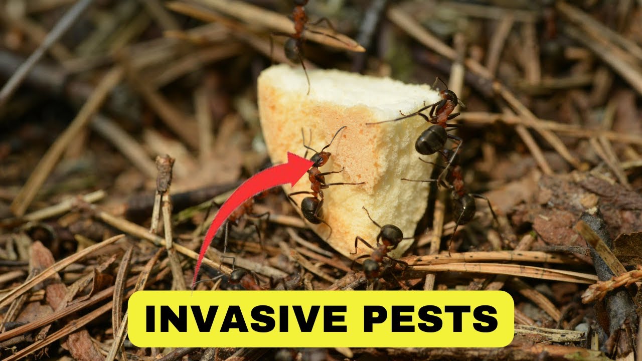 EASY Guide in managing INVASIVE PESTS |  Pest Control TIPS 2024.