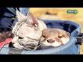 【尊さ限界】桜吹雪の下、カートの中でぴったりくっつくカワウソと猫が尊すぎる… Otter and Cat Snuggling in a Stroller under Cherry Blossoms