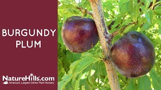 Burgundy Plum | NatureHills.com Is Plum Burgundy