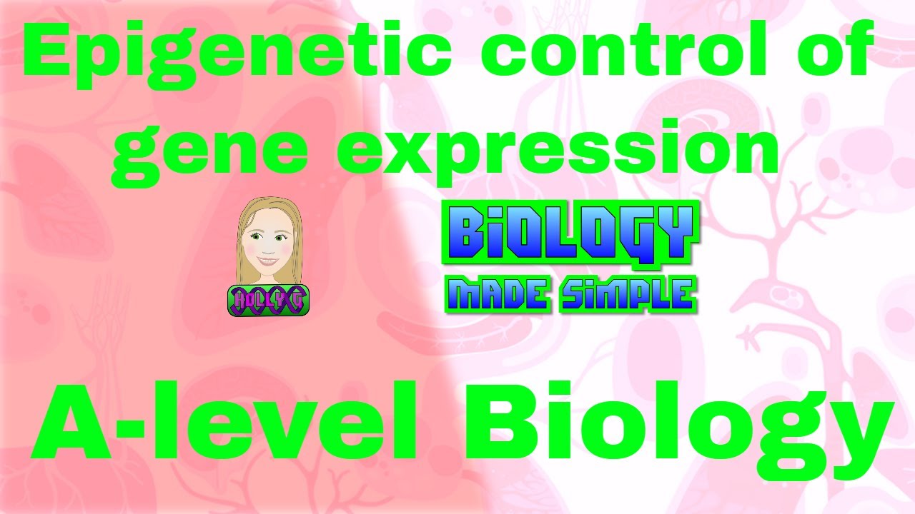 Epigenetic control of gene expression. A-level Biology. - YouTube