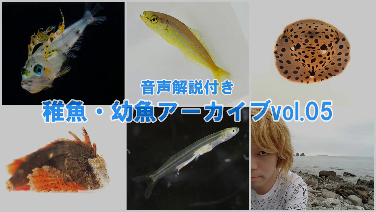 稚魚 幼魚アーカイブvol 06 アカグツ ニシキベラ タカノハダイ ヘビギンポ トノサマダイ Youtube