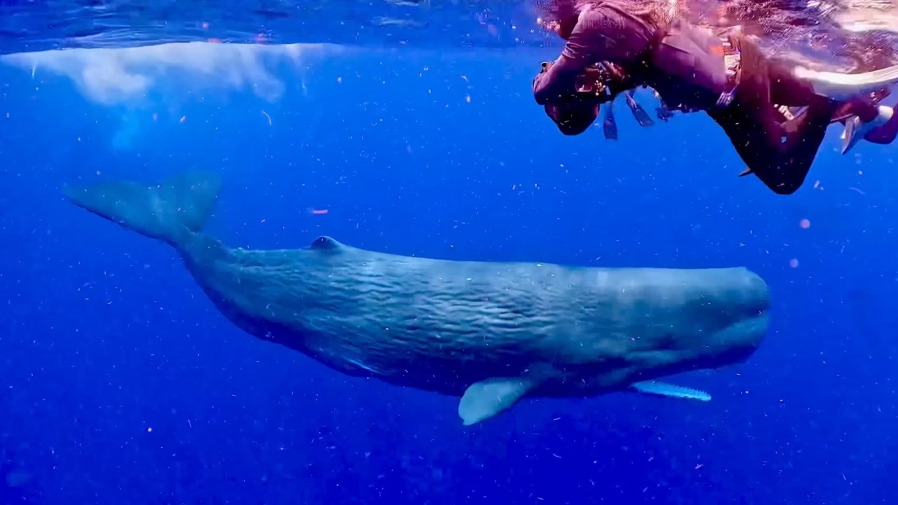 マッコウクジラ Sperm Whale | ワイルドライフ Wildlife ～世界の野生