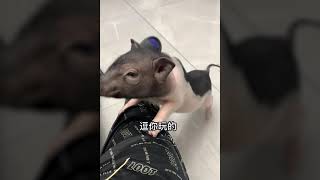 Funnist Animals | Funnist Pet Pig | Cute Pig |有趣的宠物 | 有趣的动物 2022 | 有只小猪叫老六老六和我的爱恨情仇#02