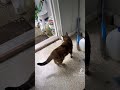Bombles making intense decisions