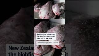 New Zealand celebrates the blobfish by naming it their fish of the year
