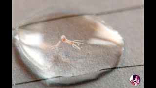 A Mother Hydra and its Daughter