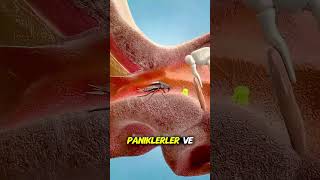 😱 Kulağına HAMAM BÖCEĞİ Girerse Ne Yapmalısın? 👂