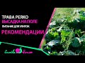 Кормовая трава для улиток Perko | Snails House Farm