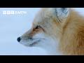The Secret Life of Foxes | BBC Earth 🦊