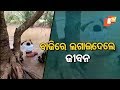 ନିଜ ଜୀବନକୁ ବାଜି ଲଗାଇ ନଦୀ ପାର ହେଲେ ଶିକ୍ଷକ Pradesh Pratyush