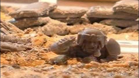 Stompa Da Moshun Pikkcha!