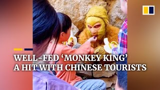 Best job ever? Well-fed ‘Monkey King’ a hit with Chinese tourists