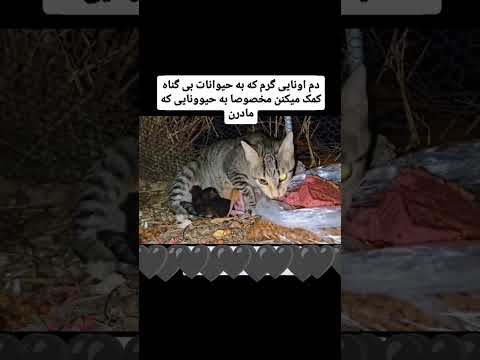 ترو خدا بهم قول بدیم بیشتر حواسمون به گربه های مادر و بچه هاشون باشه دسته تک تکتونو میبوسم