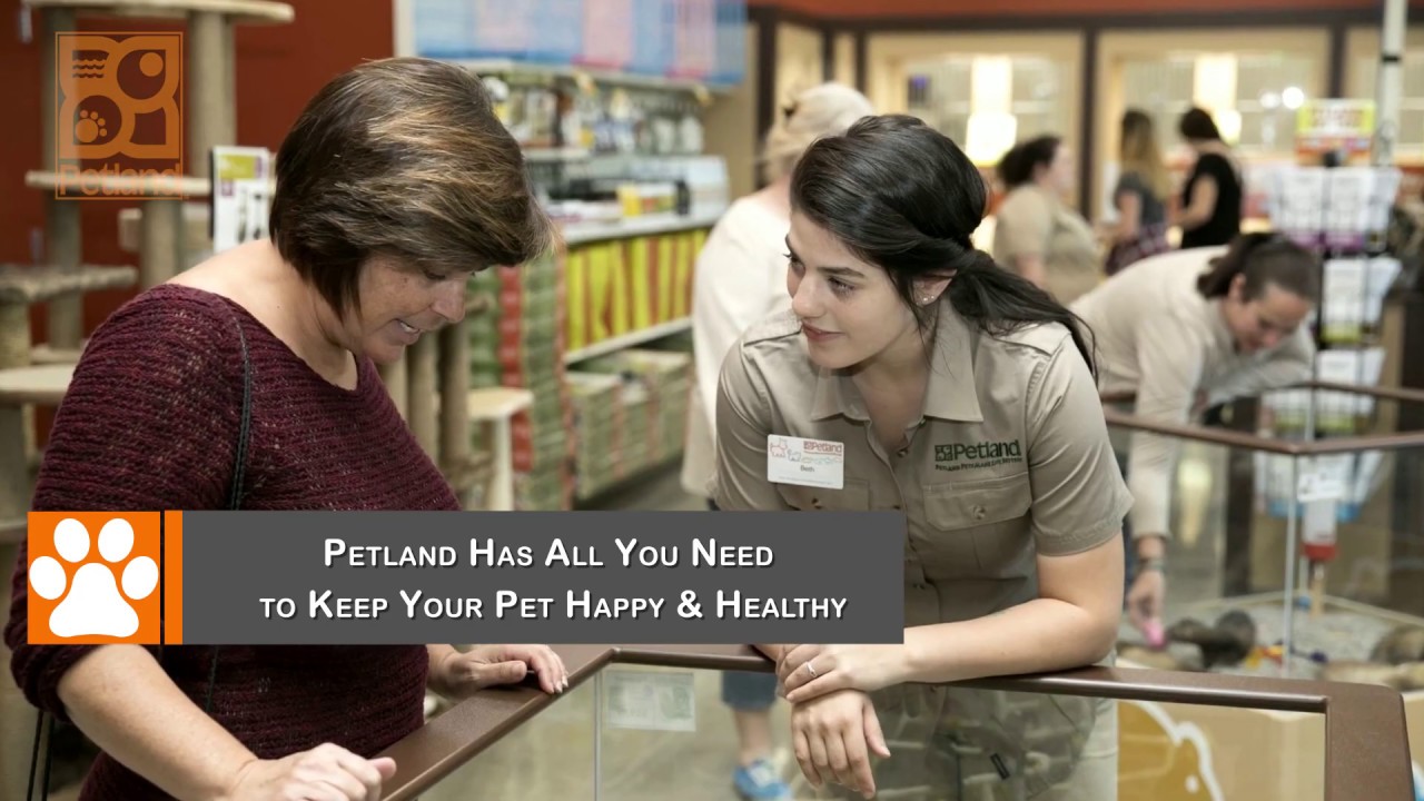 Petland Blue Springs Has Premium Pets & Supplies YouTube